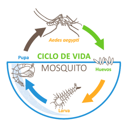 Ciclo de vida del dengue